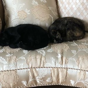 Meet your Posher, Juana